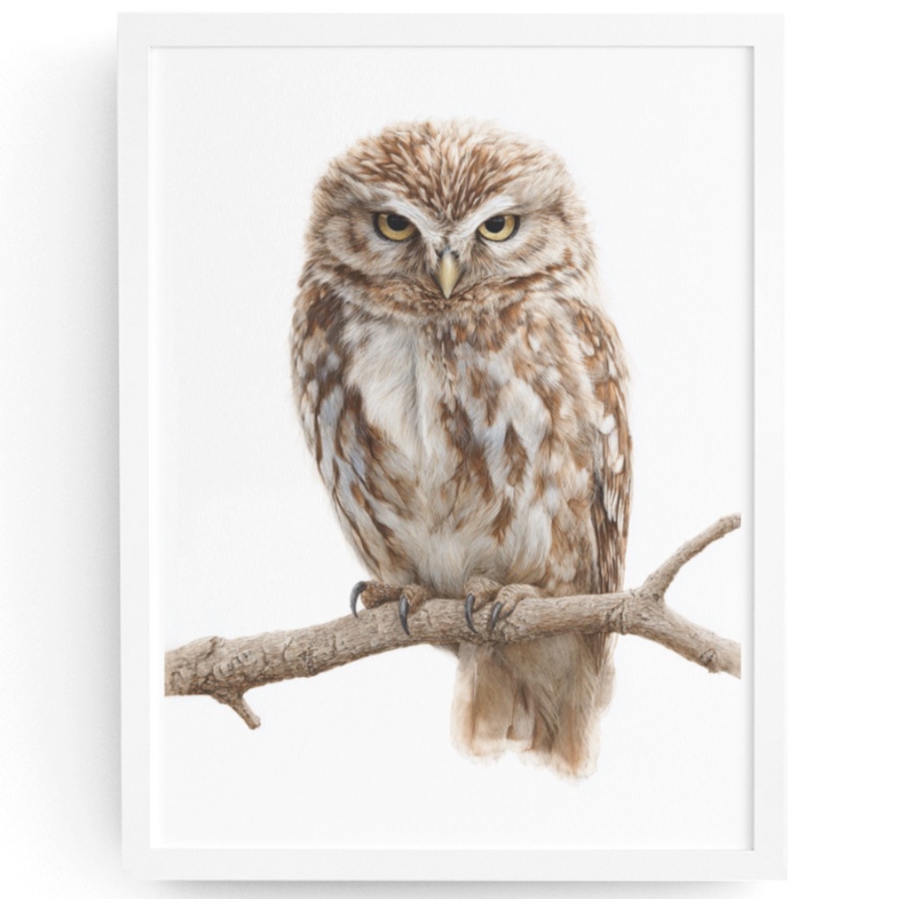 Watercolor Little Owl Portrait Wall Art Print Poster, Unframed - Adorable